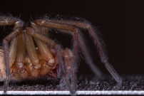 La Tgnaire des champs. Une femelle (Araneae - Agelenidae - Eratigena agrestis)
